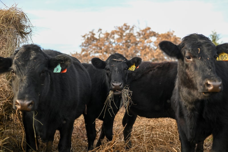 Gado de corte em uma fazenda próxima a Clinton, no estado do Missouri, Estados Unidos, em 15 de novembro de 2025. Gado de corte em uma fazenda próxima a Clinton, no estado do Missouri, Estados Unidos, em 15 de novembro de 2025.