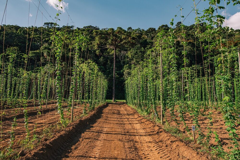 A hora do lúpulo brasileiro: Grupo Petrópolis acelera pesquisa com terroir nacional A hora do lúpulo brasileiro: Grupo Petrópolis acelera pesquisa com terroir nacional