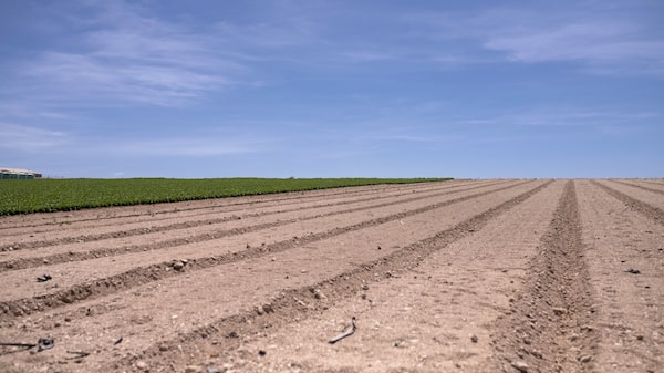 Falta de lluvia amenaza con reducir las cosechas de soja y maíz en Brasil Falta de lluvia amenaza con reducir las cosechas de soja y maíz en Brasil