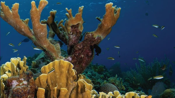 Cómo disfrutar un destino sin dañar su ecosistema: lecciones de Roatán, en el Caribe hondureño, para los viajeros Cómo disfrutar un destino sin dañar su ecosistema: lecciones de Roatán, en el Caribe hondureño, para los viajeros