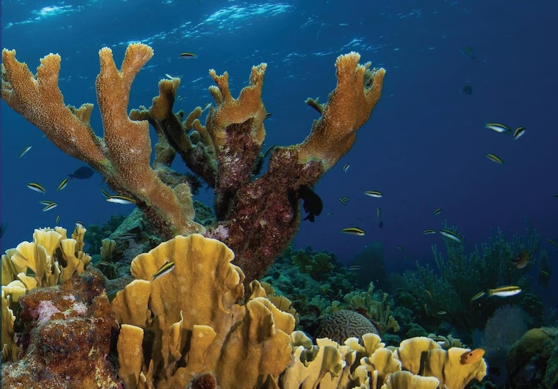 Arrecifes de coral en Roatán. Arrecifes de coral en Roatán.