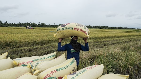 Perú destina más de US$90 mills. para comprar fertilizantes: ¿Cómo se distribuirá? Perú destina más de US$90 mills. para comprar fertilizantes: ¿Cómo se distribuirá?