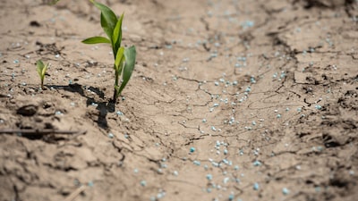 Agricultores recurren a la orina humana como alternativa ante la escasez de fertilizantes Agricultores recurren a la orina humana como alternativa ante la escasez de fertilizantes