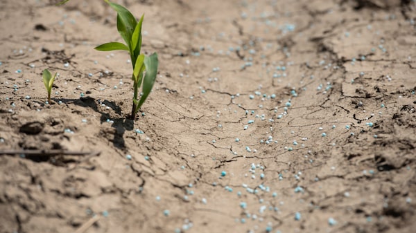Agricultores recurren a la orina humana como alternativa ante la escasez de fertilizantes Agricultores recurren a la orina humana como alternativa ante la escasez de fertilizantes