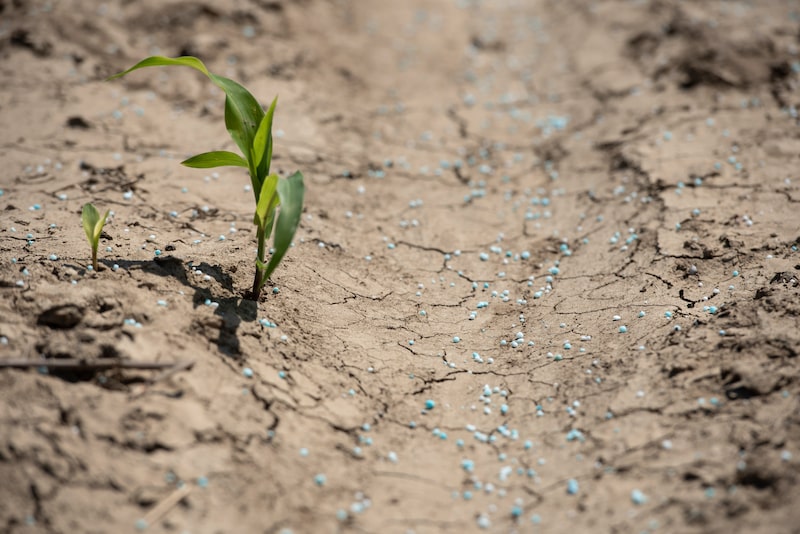 La orina humana se convierte en una opción para agricultores ante escasez de suministro de fertilizantes La orina humana se convierte en una opción para agricultores ante escasez de suministro de fertilizantes