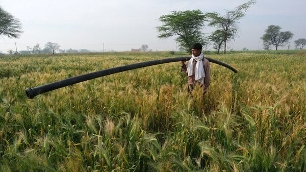 Trigo y maíz caen en medio de optimismo por conversaciones entre Rusia y Ucrania Trigo y maíz caen en medio de optimismo por conversaciones entre Rusia y Ucrania