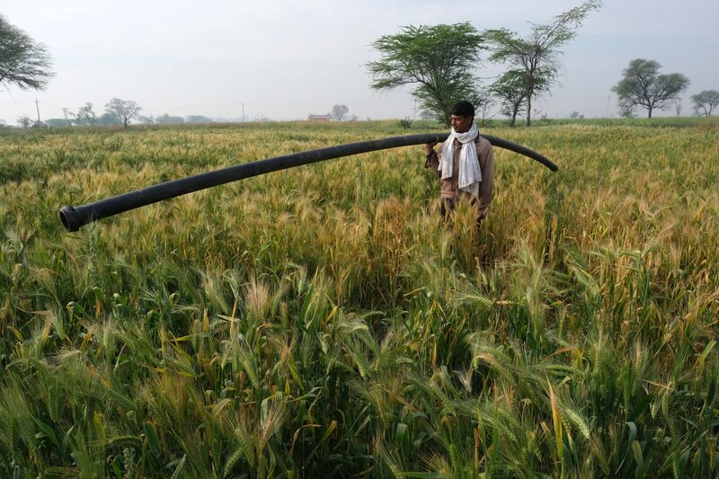 Un trabajador carga una tubería de agua a través de un campo de trigo en el distrito de Bharatpur, en Rajastán, India, el lunes 7 de marzo de 2022. Un trabajador carga una tubería de agua a través de un campo de trigo en el distrito de Bharatpur, en Rajastán, India, el lunes 7 de marzo de 2022.