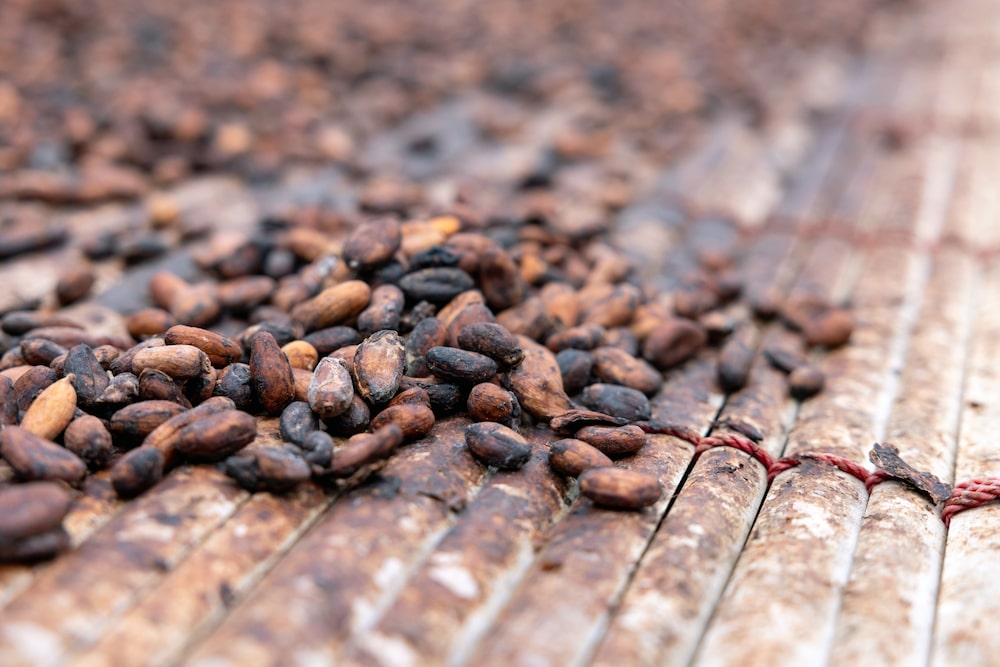 Granos de cacao secándose en una granja de Kwabeng, Ghana. Las mejoras en todo el cinturón de cacao de África Occidental podrían ayudar a aliviar una escasez masiva de suministro. Granos de cacao secándose en una granja de Kwabeng, Ghana. Las mejoras en todo el cinturón de cacao de África Occidental podrían ayudar a aliviar una escasez masiva de suministro.