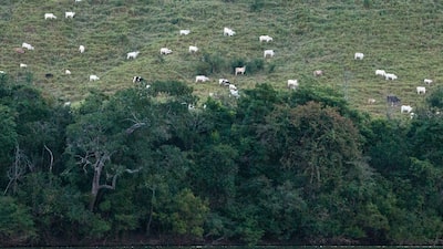 Como uma ‘mistura caótica’ de sementes é usada para recuperar matas nativas no Brasil Como uma ‘mistura caótica’ de sementes é usada para recuperar matas nativas no Brasil