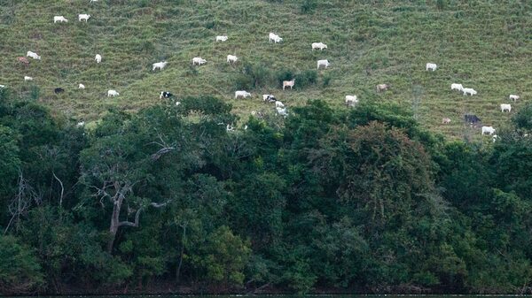 Como uma ‘mistura caótica’ de sementes é usada para recuperar matas nativas no Brasil Como uma ‘mistura caótica’ de sementes é usada para recuperar matas nativas no Brasil
