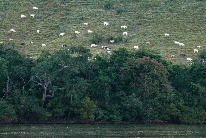 Método conhecido como muvuca é usado para restaurar a floresta ao redor das cabeceiras de rios e córregos com uma mistura de sementes de dezenas de espécies nativas, para copiar a variedade da natureza Método conhecido como muvuca é usado para restaurar a floresta ao redor das cabeceiras de rios e córregos com uma mistura de sementes de dezenas de espécies nativas, para copiar a variedade da natureza