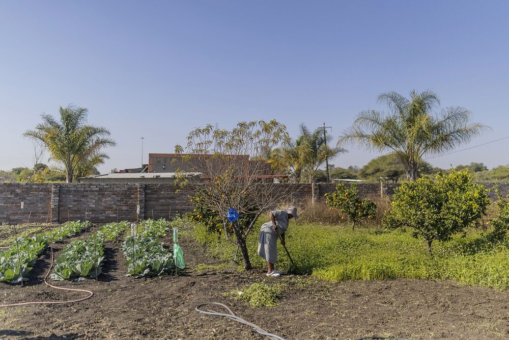 La asistencia de los mineros ha ayudado a Dora Thlapane a cultivar coles y zanahorias en zanjas cuidadas y fertilizadas. La asistencia de los mineros ha ayudado a Dora Thlapane a cultivar coles y zanahorias en zanjas cuidadas y fertilizadas.