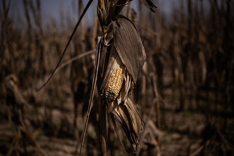 Plantação de milho Plantação de milho