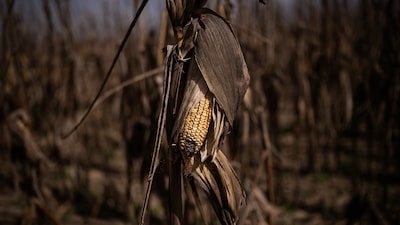 Calor de até 40°C no Leste Europeu reduz as perspectivas para a produção de milho Calor de até 40°C no Leste Europeu reduz as perspectivas para a produção de milho