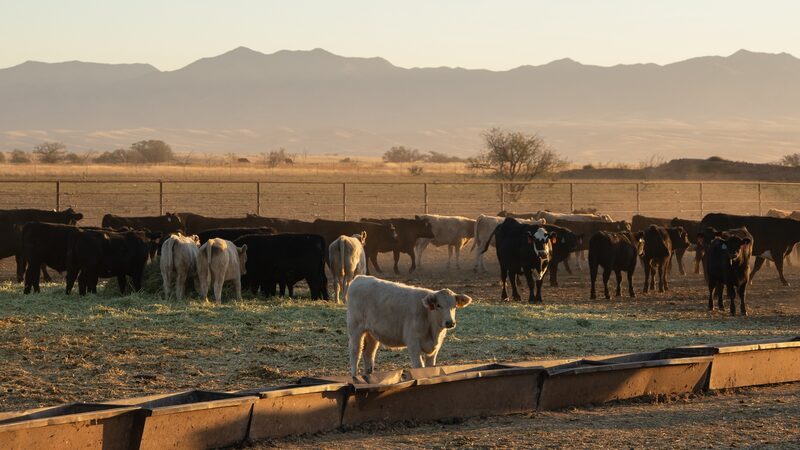 Preço da carne bovina não para de subir nos EUA. E a demanda, com ‘febre’ por proteína Preço da carne bovina não para de subir nos EUA. E a demanda, com ‘febre’ por proteína