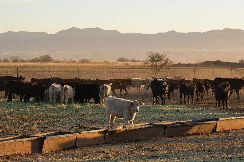 Consumidores têm ajustado seus hábitos de consumo e optado por cortes de carne mais acessíveis. (Foto: Bloomberg) Consumidores têm ajustado seus hábitos de consumo e optado por cortes de carne mais acessíveis. (Foto: Bloomberg)