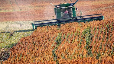 Brasil avança no mercado global de sorgo, cresce na China e ameaça liderança dos EUA Brasil avança no mercado global de sorgo, cresce na China e ameaça liderança dos EUA
