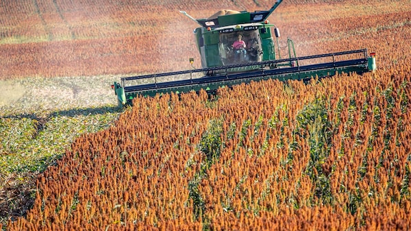 Brasil avança no mercado global de sorgo, cresce na China e ameaça liderança dos EUA Brasil avança no mercado global de sorgo, cresce na China e ameaça liderança dos EUA