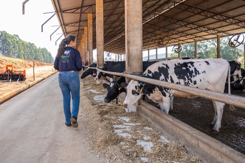 Fazenda Santa Rosa em Ilicínea (MG) Fazenda Santa Rosa em Ilicínea (MG)