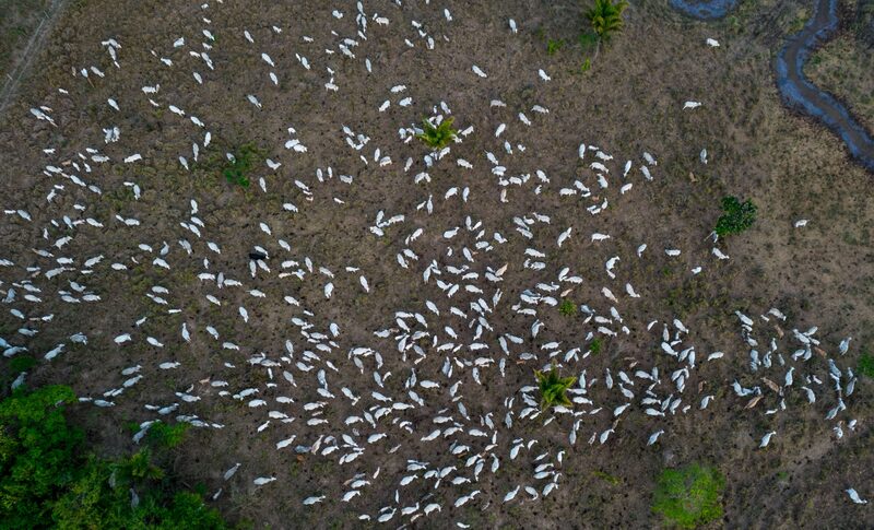 Brasil tem segundo ano seguido de queda no número de animais abatidos Brasil tem segundo ano seguido de queda no número de animais abatidos