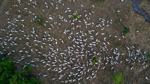 BID desecha préstamo a gigante de carne brasileña por deforestación en Amazonía BID desecha préstamo a gigante de carne brasileña por deforestación en Amazonía