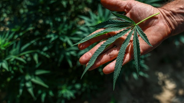 Trump assina decreto para reduzir restrições à maconha nos EUA Trump assina decreto para reduzir restrições à maconha nos EUA