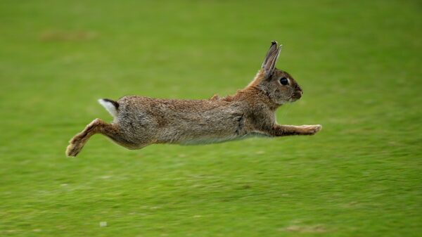 ¿Qué más podría infligirnos el Covid-19? Pregúntele a los conejos australianos ¿Qué más podría infligirnos el Covid-19? Pregúntele a los conejos australianos