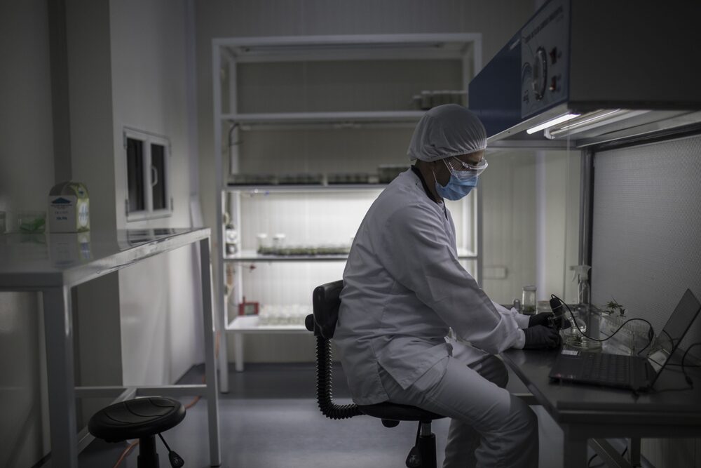 Un trabajador con equipo de protección analiza una planta en el área de muestras de micropropagación en la instalación de cultivo de cannabis medicinal de Pideka SAS en Tocancipa, Colombia, el martes 22 de diciembre de 2020. Un trabajador con equipo de protección analiza una planta en el área de muestras de micropropagación en la instalación de cultivo de cannabis medicinal de Pideka SAS en Tocancipa, Colombia, el martes 22 de diciembre de 2020.