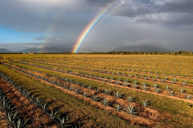 Seis pequeñas formas de convertir la ansiedad climática en acciones positivas Seis pequeñas formas de convertir la ansiedad climática en acciones positivas