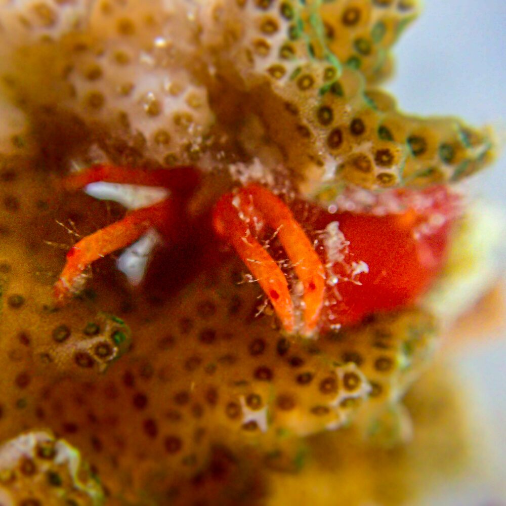 Jardinería de corales Jardinería de corales