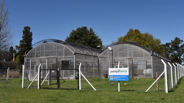 Cannabis en Argentina: comienza la primera producción legal de una pyme Cannabis en Argentina: comienza la primera producción legal de una pyme
