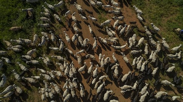 Minerva vê falta de gado e guerra pressionarem margens de lucro dos frigoríficos Minerva vê falta de gado e guerra pressionarem margens de lucro dos frigoríficos