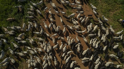 Minerva vê falta de gado e guerra pressionarem margens de lucro dos frigoríficos Minerva vê falta de gado e guerra pressionarem margens de lucro dos frigoríficos