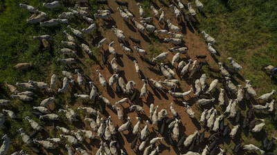 ¿El fin de la carne barata? Brasil recorta oferta y presiona los precios mundiales ¿El fin de la carne barata? Brasil recorta oferta y presiona los precios mundiales