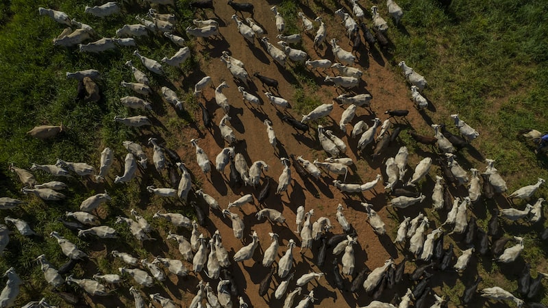 ¿El fin de la carne barata? Brasil recorta oferta y presiona los precios mundiales ¿El fin de la carne barata? Brasil recorta oferta y presiona los precios mundiales