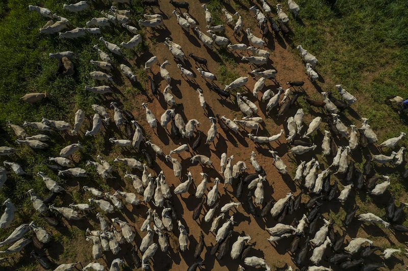 Brazil's Agricultural Industries Raised Their Share Of Brazilian GDP Brazil's Agricultural Industries Raised Their Share Of Brazilian GDP