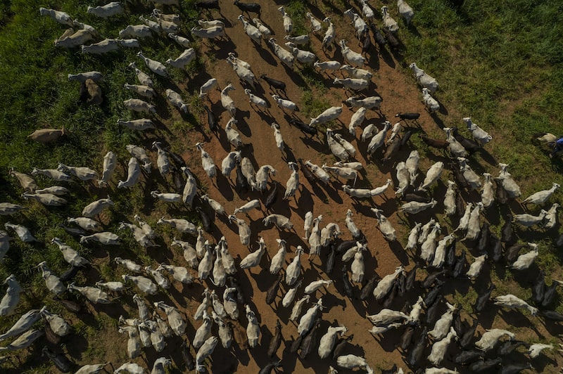 Brazil's Agricultural Industries Raised Their Share Of Brazilian GDP Brazil's Agricultural Industries Raised Their Share Of Brazilian GDP