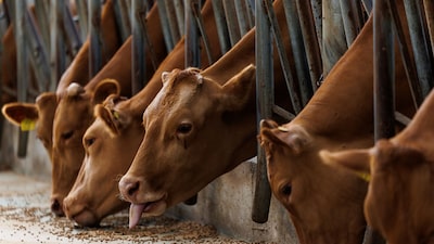 M&A em saúde animal: DSM-Firmenich vende divisão à CVC Capital por € 2,2 bilhões M&A em saúde animal: DSM-Firmenich vende divisão à CVC Capital por € 2,2 bilhões