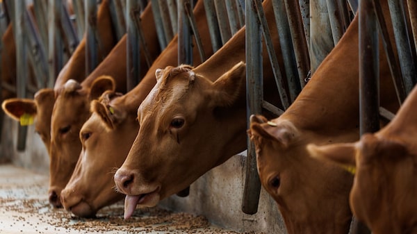 M&A em saúde animal: DSM-Firmenich vende divisão à CVC Capital por € 2,2 bilhões M&A em saúde animal: DSM-Firmenich vende divisão à CVC Capital por € 2,2 bilhões