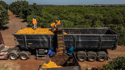 Bancos apertam crédito ao agro com pedidos de garantias após recuperações judiciais Bancos apertam crédito ao agro com pedidos de garantias após recuperações judiciais