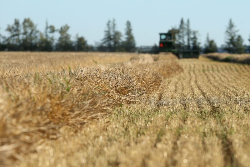 Departamento de Agricultura dos EUA reduziu a previsão para a produção canadense e russa Departamento de Agricultura dos EUA reduziu a previsão para a produção canadense e russa