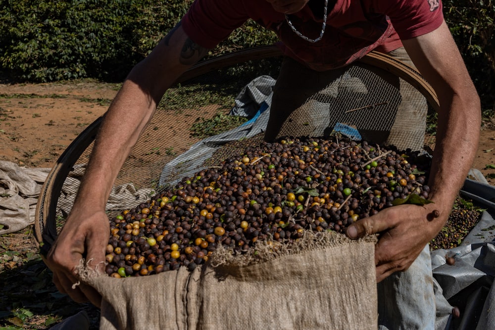 A Coffee Harvest As Trump Tariffs Threaten US Consumption Outlook A Coffee Harvest As Trump Tariffs Threaten US Consumption Outlook