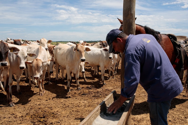 A cattle ranch in Brazil. A cattle ranch in Brazil.
