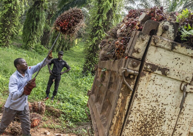 Un trabajador agrícola en Costa de Marfil carga racimos de frutos de aceite de palma. Un trabajador agrícola en Costa de Marfil carga racimos de frutos de aceite de palma.