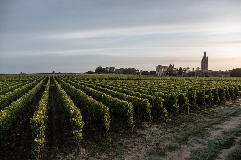 grape vines grape vines