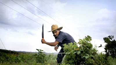 Informalidad envuelve a más del 80% del empleo agrícola en Latam: en estos países lo sufren más Informalidad envuelve a más del 80% del empleo agrícola en Latam: en estos países lo sufren más