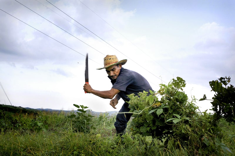 Cultivos en Colombia Cultivos en Colombia