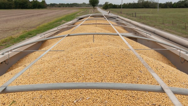 El acuerdo agrícola entre EE.UU. y China dispara los precios del maíz y el trigo El acuerdo agrícola entre EE.UU. y China dispara los precios del maíz y el trigo