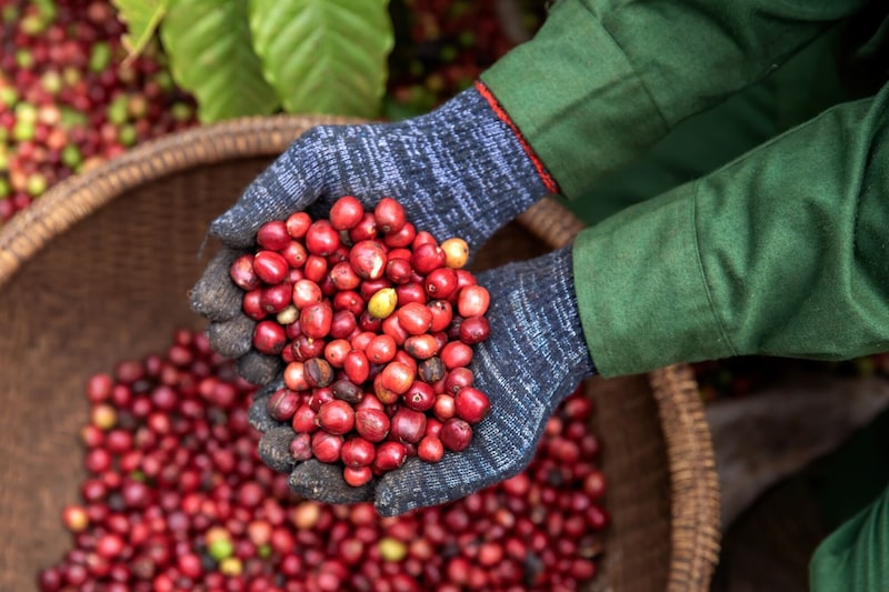 Cerezas de café en una finca de Vietnam. Cerezas de café en una finca de Vietnam.