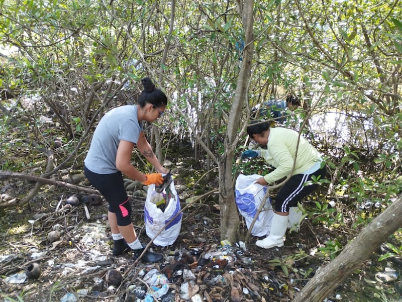 Las mujeres de Coopemoluschomes organizan jornadas mensuales de limpieza del lugar de donde retiran todo tipo de desechos sólidos que afectan ese ecosistema. Las mujeres de Coopemoluschomes organizan jornadas mensuales de limpieza del lugar de donde retiran todo tipo de desechos sólidos que afectan ese ecosistema.